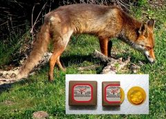 Έναρξη εμβολιασμού των κόκκινων αλεπούδων κατά της λύσσας